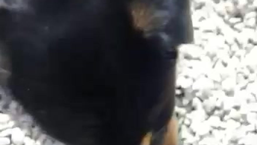 Puppy World